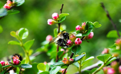 group of Acanthaceae in the green bush with a wasp find some food on the flower..