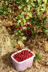 Collecting berries of ripe red hawthorn berries from a tree in the forest