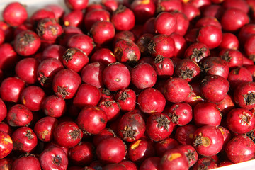 Red ripe hawthorn berries close up