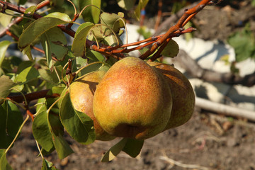 Powerful ripe pearls Angelis on tree branches
