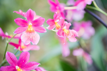 close purple pink Phalaenopsis orchid against green blur background, space for text