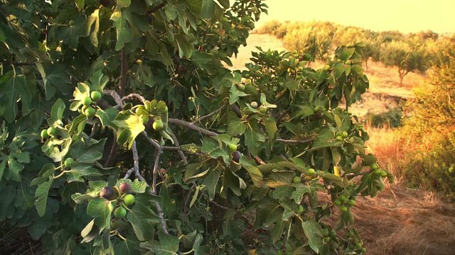 Fruits of ripe figs on the bush