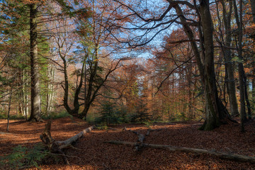 Autumn mixed forest, including beech, pine, oak, larch - 269241264