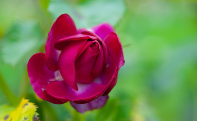 Unopened rose