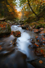 The mountain river in the autumn at times surrounded by trees with yellow foliage - 269241410