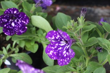 Blaue Petunien im Garten