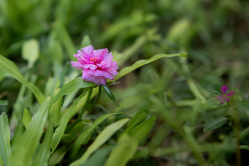 Obraz premium Common Purslane