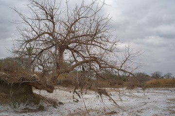 Wide view of crooked tree in Kissama salt plais, Bengo