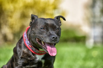 English staffordshire bull terrier