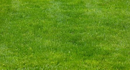 Green grass texture background. Green lawn. Backyard for background.