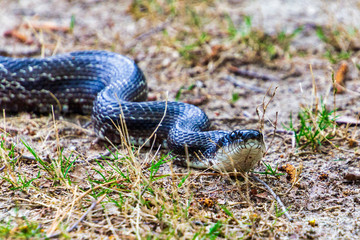 Rat snake slithering through grass
