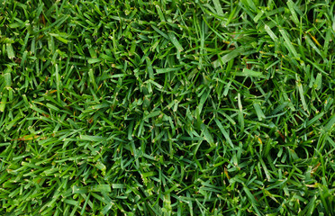 Green grass texture background. Green lawn. Backyard for background.