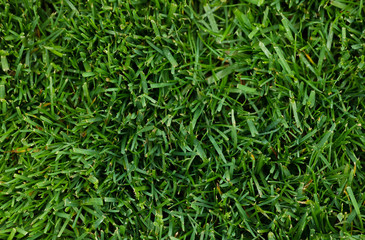 Green grass texture background. Green lawn. Backyard for background.