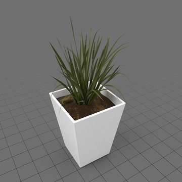 Plant in ceramic planter