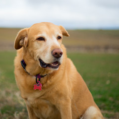 happy labrador dog with ear on wind