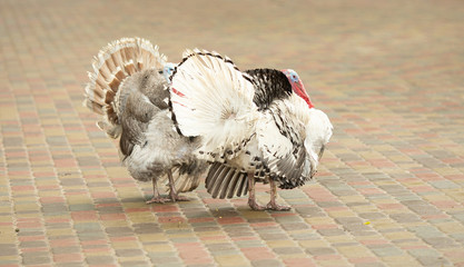 Turkeys strutting on street with full feather displayed 