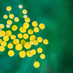 Tansy flowers close up. Tanacetum vulgare blossom plant. Yellow healthy herb flowers, macro view.
