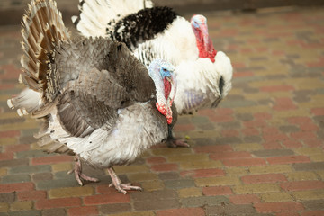 Turkeys strutting on street with full feather displayed 