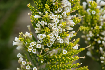Pichi Flowers in Bloom in Springtime