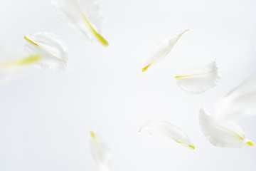 Beautiful flying lily flowers and petals at light background with copy space. Creative floral...