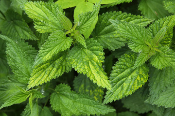 Fototapeta na wymiar Urtica dioica, common nettle in springtime, alternative medicine, healthy herb