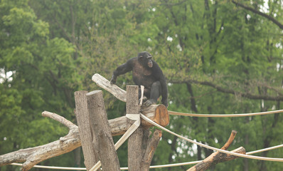 Frontal Portrait of a Young Chimpanzee Relaxing on a Tree Branch
