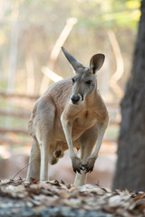 Kangaroo
