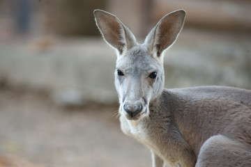 Kangaroo