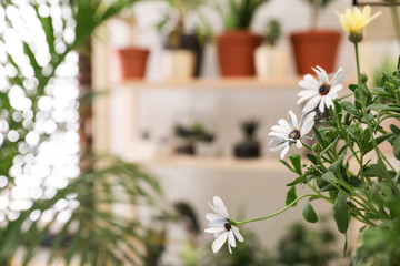 Stylish interior with potted plants, focus on beautiful daisy flowers. Space for text