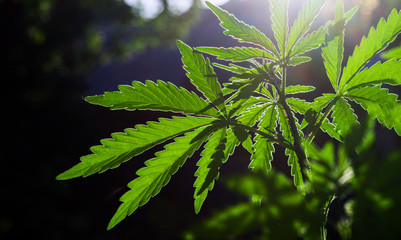 The cannabis plant is brightly lit by the sun against a natural dark background. Selective focus.