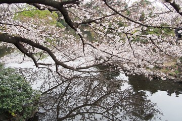 Cherry blossoms and reflections in the water