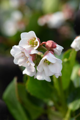 Bergenia Harzkristall