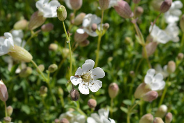 Sea campion