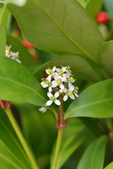 Skimmia Passion