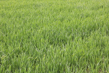 Natural green background with juicy spring green grass