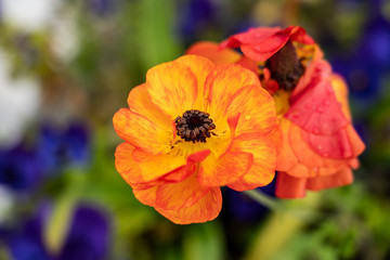 Fototapeta premium Close-up of a anemone flower in orange-yellow color