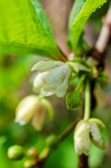 Blooming medicinal lemongrass. Schisandra chinensis.