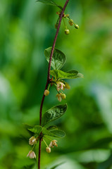 Blooming medicinal lemongrass. Schisandra chinensis.