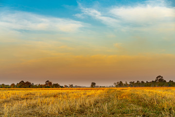 Golden beautiful Sunrise and clear at dry grass fields in the countryside at morning