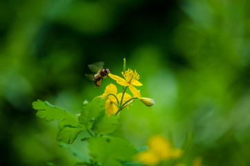 Yellow flowers. A bee over a yellow flower.