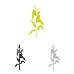 Vector design of corn and stalk logo. Collection of corn and field stock symbol for web.