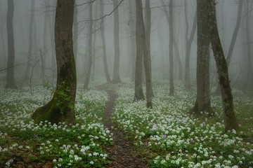 Spring in forest