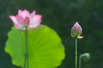The beautiful lotus in pond 