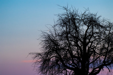 Obraz premium Tree silouette in the evening