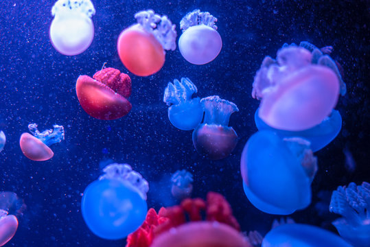 Blue Blubber Catostylus mosaicus on blue background. Multicolored jellyfish on blue background