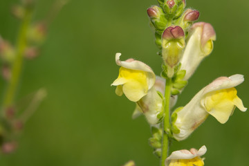 Yellow Snapdragon Flowers in Bloom in Springtime