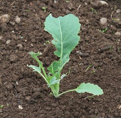 Kohlrabi damaged by snails. Slug damage on young green kohlrabi leaves, organic agriculture