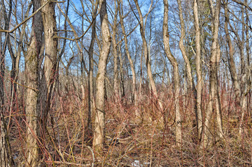 Forest thicket with dense thickets.