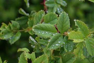 Green foliage is covered with drops of moisture after rain