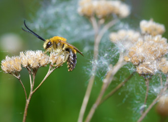 Bumblebee wakes up from a night's sleep.